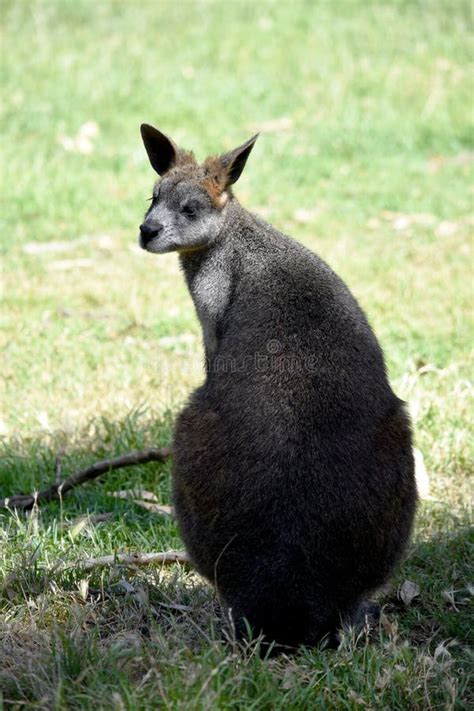 This Is A Back View Of A Swamp Wallaby Stock Photo Image Of White