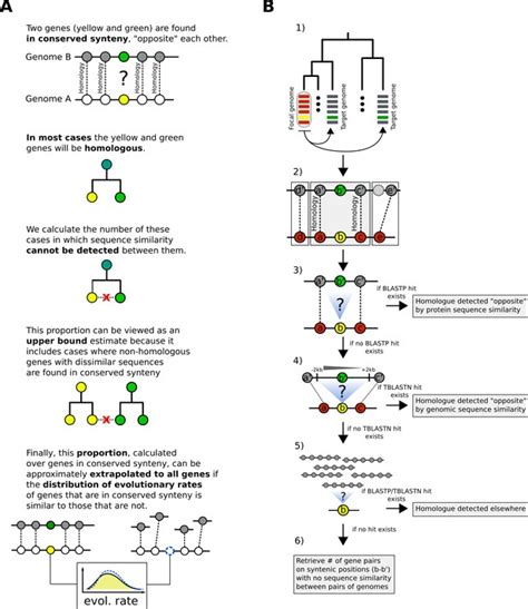 Synteny Based Analyses Indicate That Sequence Divergence Is Not The