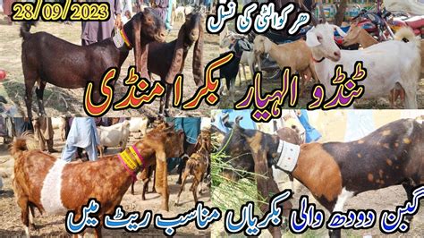 Tando Allahyar Bakra Mandi Latest Update Today Goat Milking Pargnut