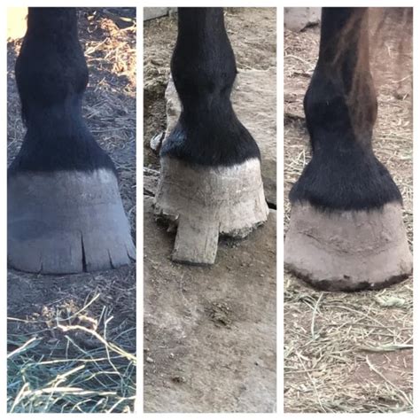 Wild Horse Hoof Care & Maintenance - Helpful Horse Hints