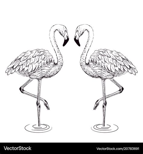 Flamingo Sketch Royalty Free Vector Image VectorStock