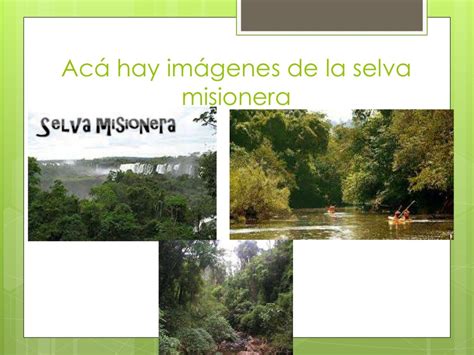 Selva Misionera