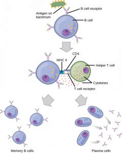 2 7 Adaptive Immunity Human Biology