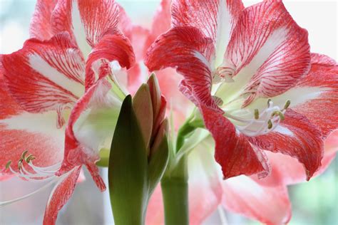 Flor Del Mes De Diciembre Amarilis Planta Del Mes Florister A