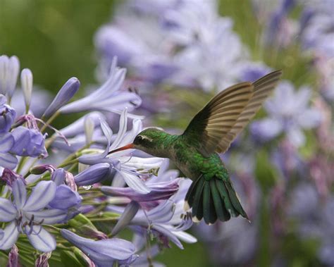 Here Are Grumpy S Top Picks For Hummingbirds Heat Tolerant Plants