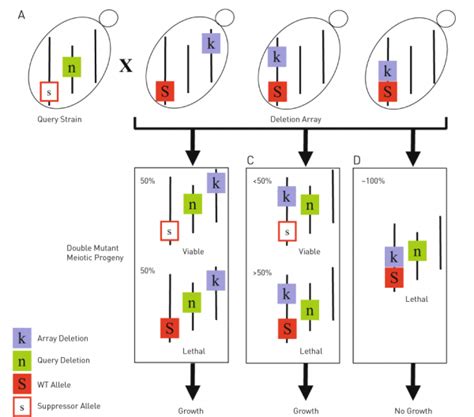 Synthetic Genetic Arrays Singer Instruments