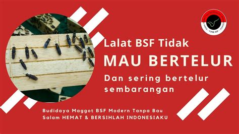 Pelatihan Budidaya Maggot Bsf Lalat Tidak Mau Bertelur Brebes Jawa