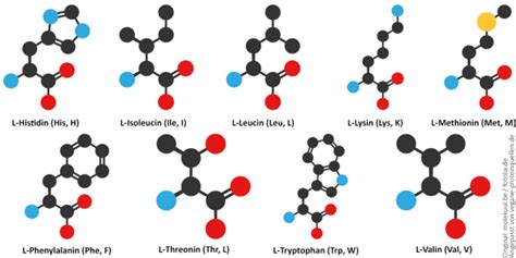 Essentielle Aminos Uren Wie Hoch Ist Dein Bedarf