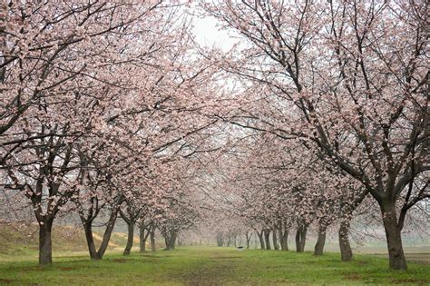 埼玉県坂戸市 北浅羽桜堤公園の安行寒桜 気ままに週末photograph