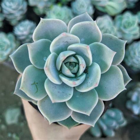 Echeveria ‘blue Bird Succulent Wild Roots