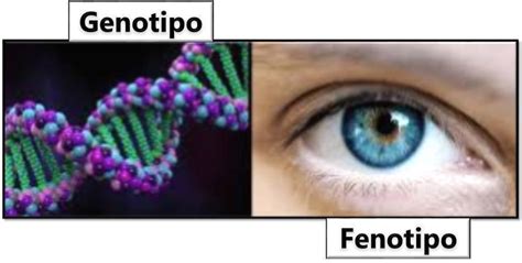 TÉrminos De GenÉtica Conjunto De Fichas