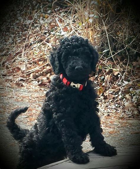 Black Standard Poodle