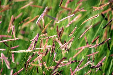 Blue Grama Grass 1 Gallon Bouteloua Gracilis Perennial Etsy