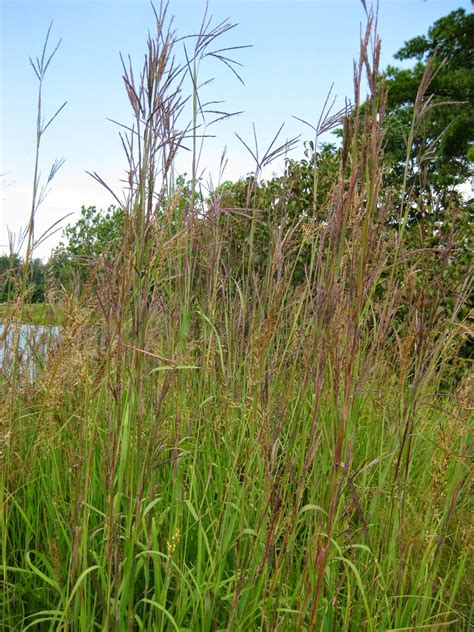 Big Bluestem - Trending! | Rotary Botanical Gardens