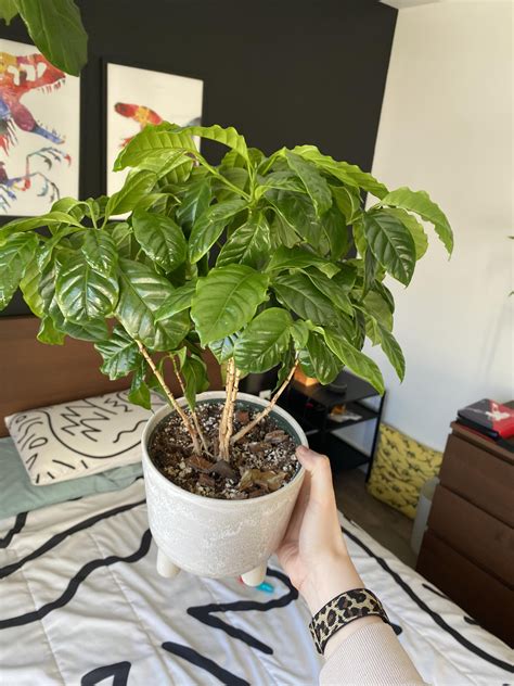 Tips for coffea arabica please! : r/houseplants