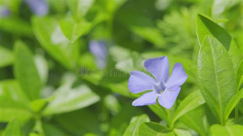 Vinca Minor Or Periwinkle Flower In The Meadow Sways In The Wind