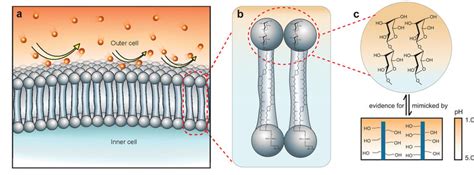 Adaptation Of The Cell Membrane Of Acidophilic Archaea To A Low Ph A