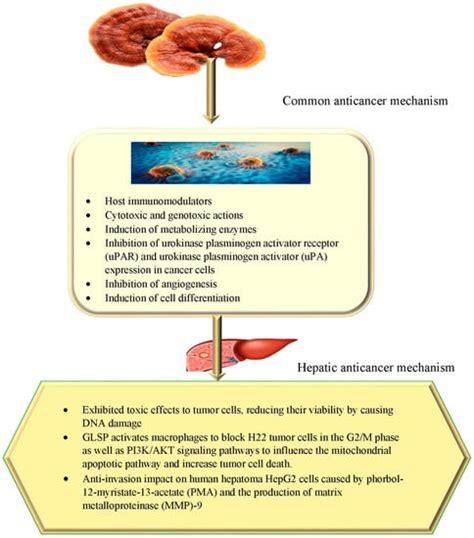 Nutrients Free Full Text Ganoderma Lucidum Novel Insight Into