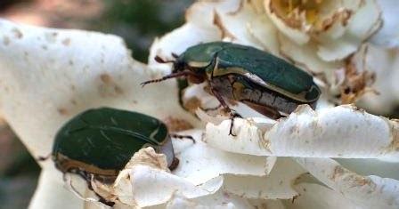 Education Lenvironnement Et Entomologie En Ethiopie Comment Mettre