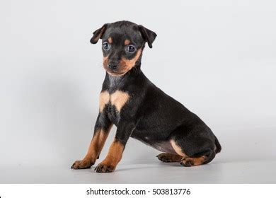 654 Black Miniature Pinscher Tan Images, Stock Photos & Vectors | Shutterstock