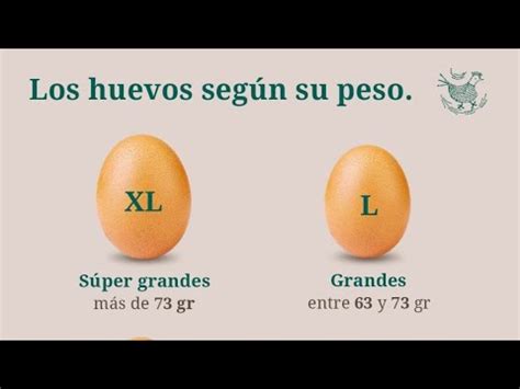 Cuánto pesa un huevo de gallina YouTube