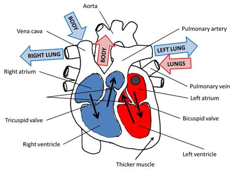 Heart Valves Diagram Semilunar Valves Kenhub