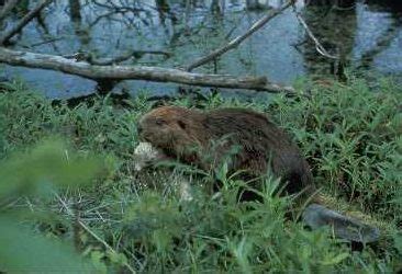 Magnificent Marsh Mammals - JugBay Wetlands Sanctuary