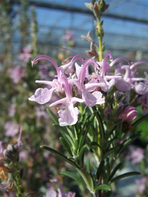 Rosmarinus Officinalis Roseus Pink Rosemary Mysite