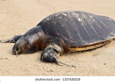 dead turtle icon royalty  images stock  pictures
