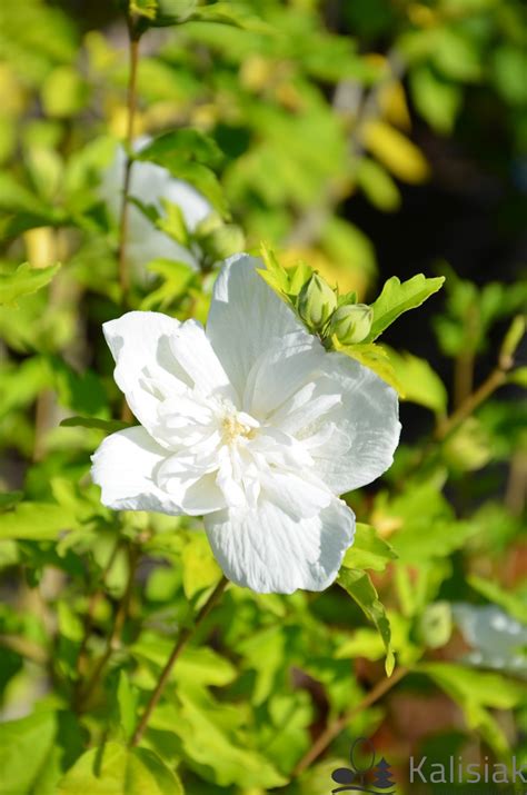 Hibiscus Syriacus White Chiffon Notwoodtwo Ketmia Syryjska