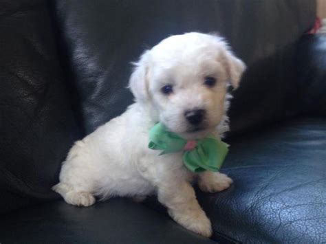 Darling AKC Bichon Frise Puppy for adoption for Sale in Alpine Forest ...