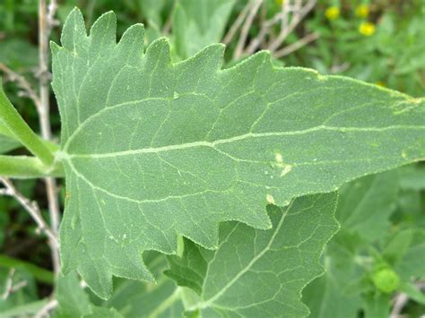 Triangular leaf - photos of Verbesina Encelioides, Asteraceae