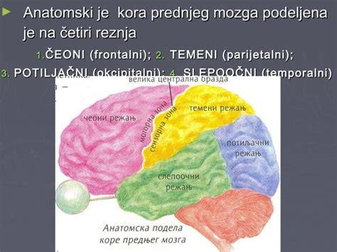 Prednji Mozak Ppt