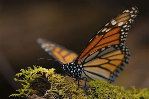 Alistan Reapertura De Los Santuarios De La Mariposa Monarca CCO