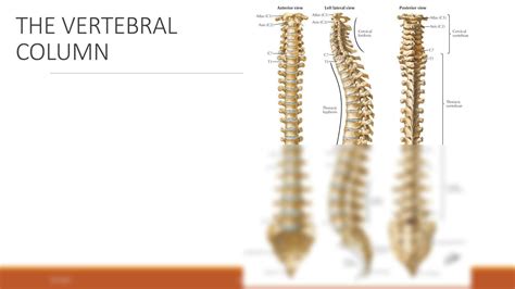 SOLUTION Anatomy Ii Thorax And Abdomen Practical 1 The Vertebral