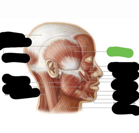 Muscles Axial Flashcards Quizlet