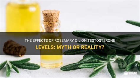 The Effects Of Rosemary Oil On Testosterone Levels Myth Or Reality