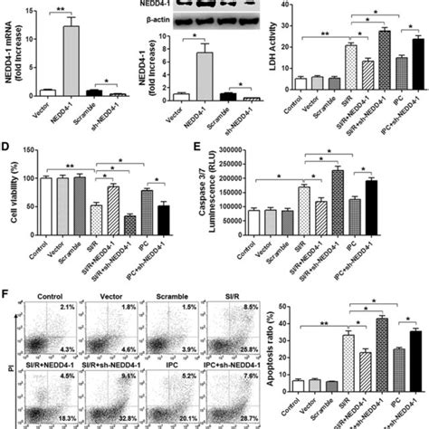 Increased Expression Of NEDD4 1 Attenuates SI R Induced Cell Injury And