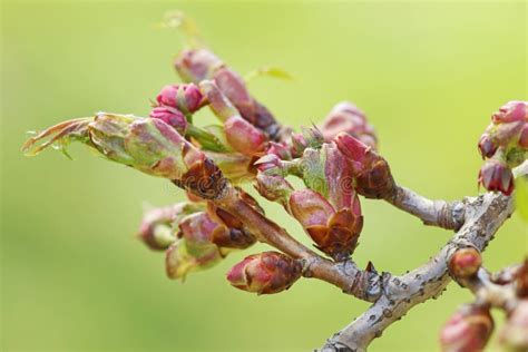 English Hawthorn Crataegus Laevigata Paul S Scarlett Buds Stock Image