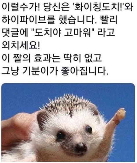 기분 좋아지는 짤 당신도 보지 않을 수 없는 사진들 Click Here