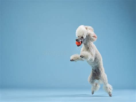 Toy Poodle Sobre Fundo Azul Imagem De Stock Imagem De Interior