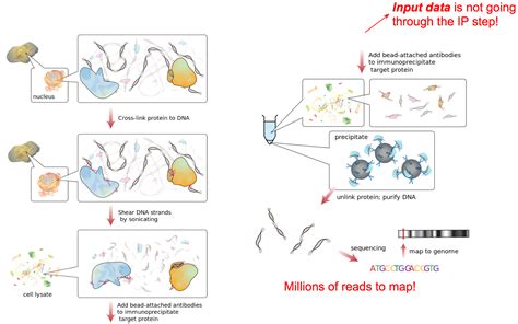 Slides Chip Seq Data Analysis Formation Of The Super Structures On