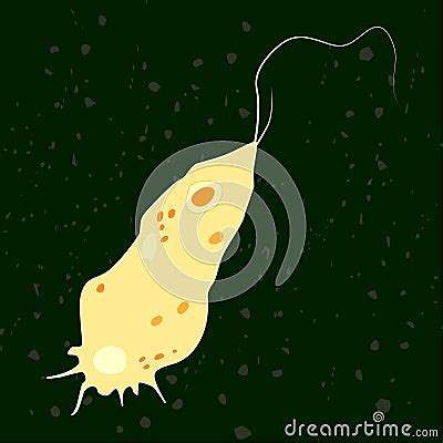 Vector Illustration Of Single-celled Eukaryote Mycetozoa, Protozoa ...