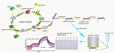 Toxins Free Full Text Marine Toxins Detection By Biosensors Based