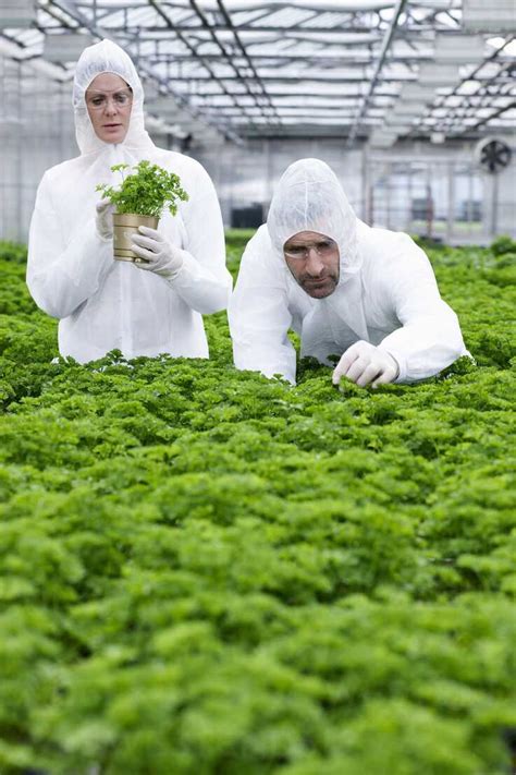 Germany Bavaria Munich Scientists In Greenhouse Examining Parsley