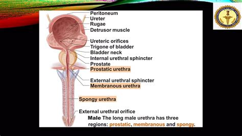 Renal Calculipptx