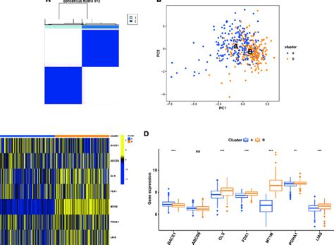 Identification Of Cuproptosis Subtypes In Cd A Subclusters Were Download Scientific Diagram