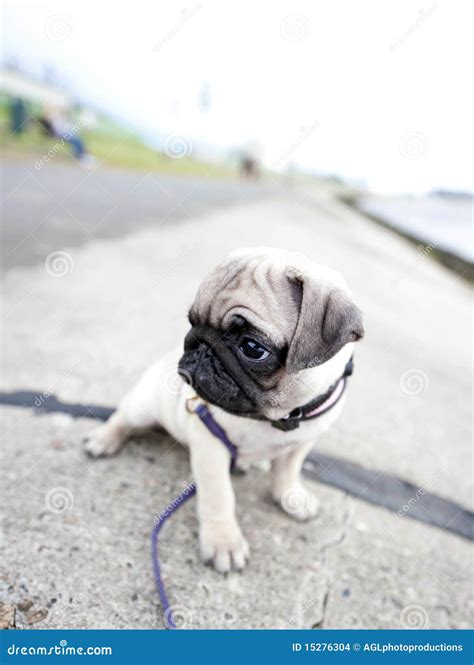 Sad Pug Puppy Stock Images - Image: 15276304