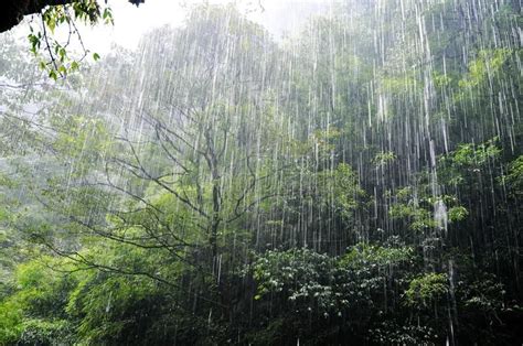 Heavy Rainfall In Forest