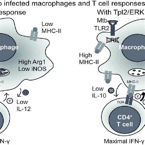 2 D Illustrates Toll Like Receptors Immunity Response To M Tuberculosis Download